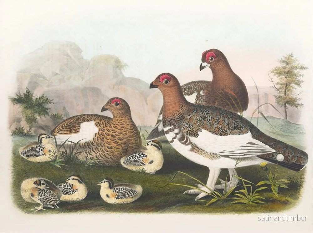 Reproduktion av målningen Le lagopède des saules - Daniel Giraud Elliot - Bild 2