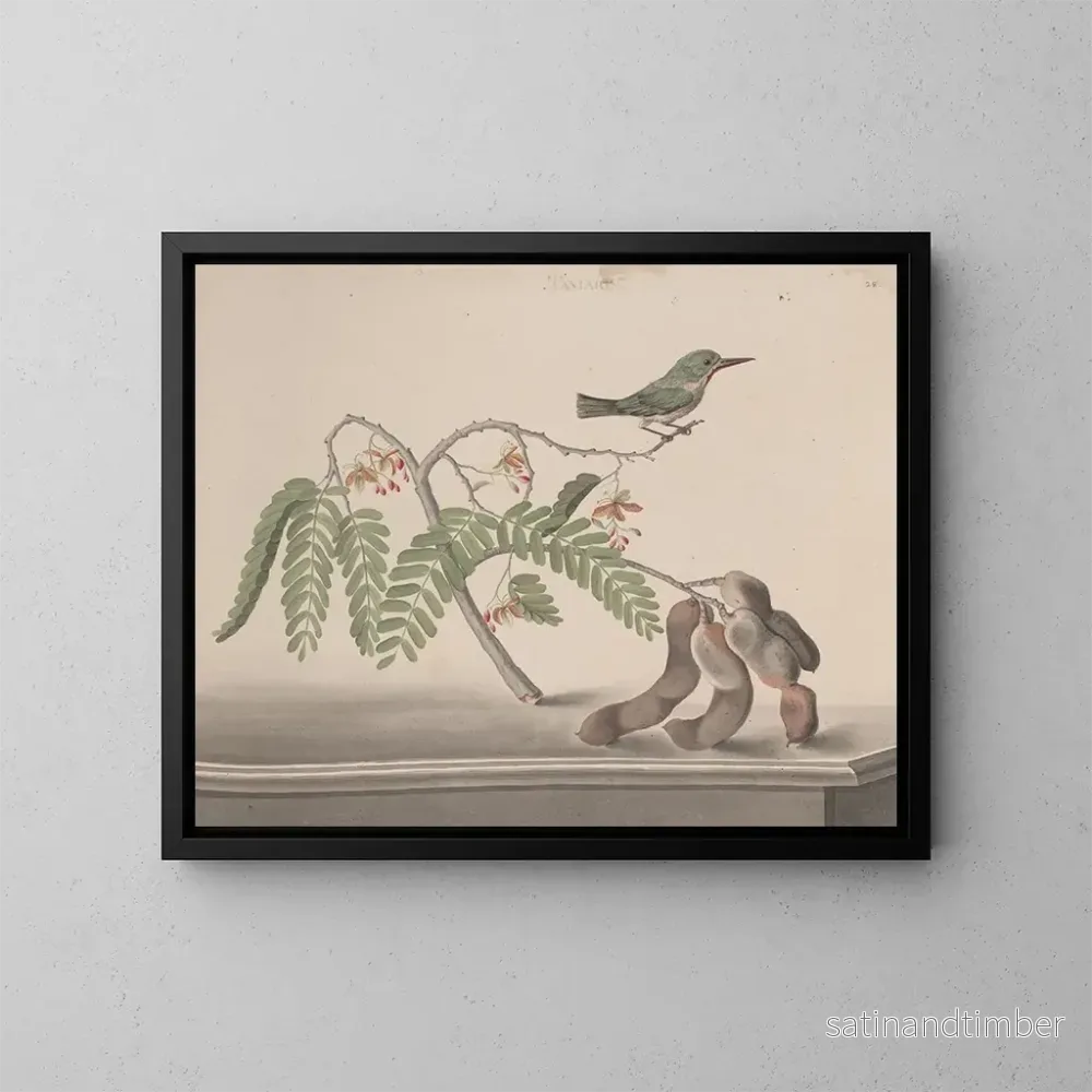 Reproduktion av målningen Histoire naturelle de Saint-Domingue Pl159 - René de Rabi