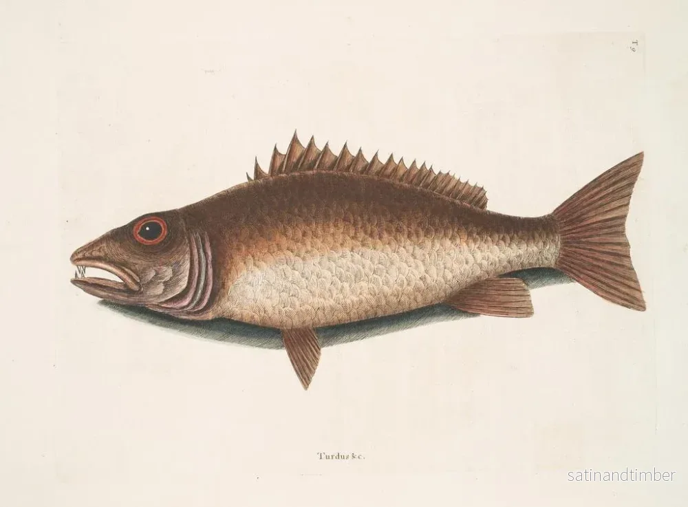 Reproduktion av målningen Le merlu de mangrove - Mark Catesby - Bild 2