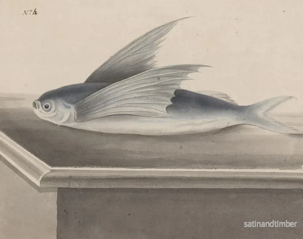 Reproduktion av målningen av Histoire naturelle de Saint-Domingue - René de Rabi - Bild 2