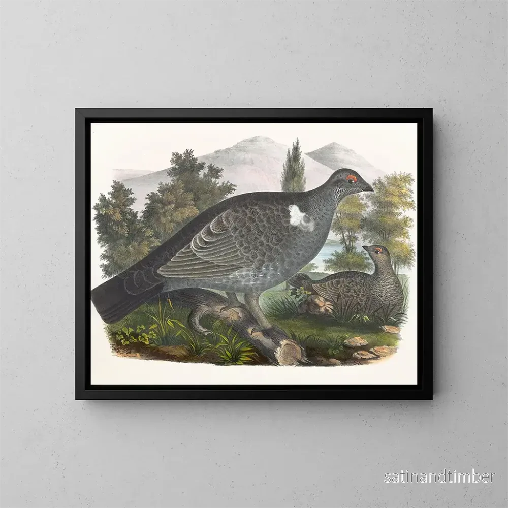 Reproduktion av målningen Grouse de Richardson - Daniel Giraud Elliot