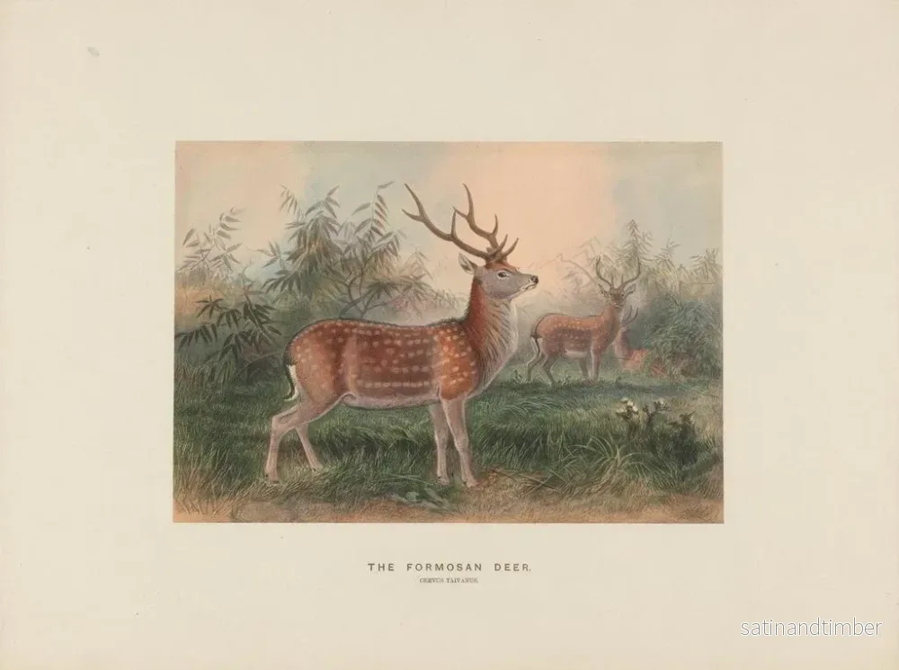 Reproduktion av målningen Le cerf de Formose - Joseph Wolf - Bild 2