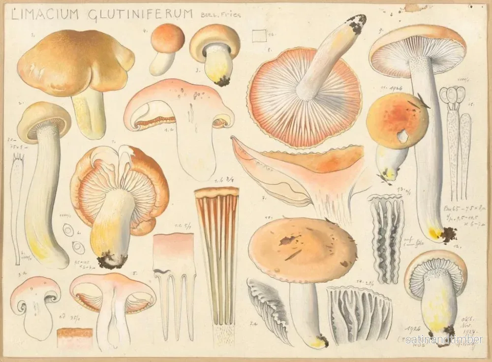 Reproduktion av målningen Limacium glutiniferum - Hans Baldung - Bild 2