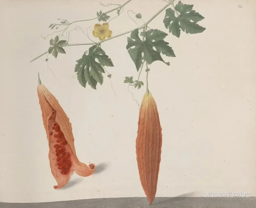 Reproduktion av målningen Histoire naturelle de Saint-Domingue Pl185 - René de Rabi - Bild 2