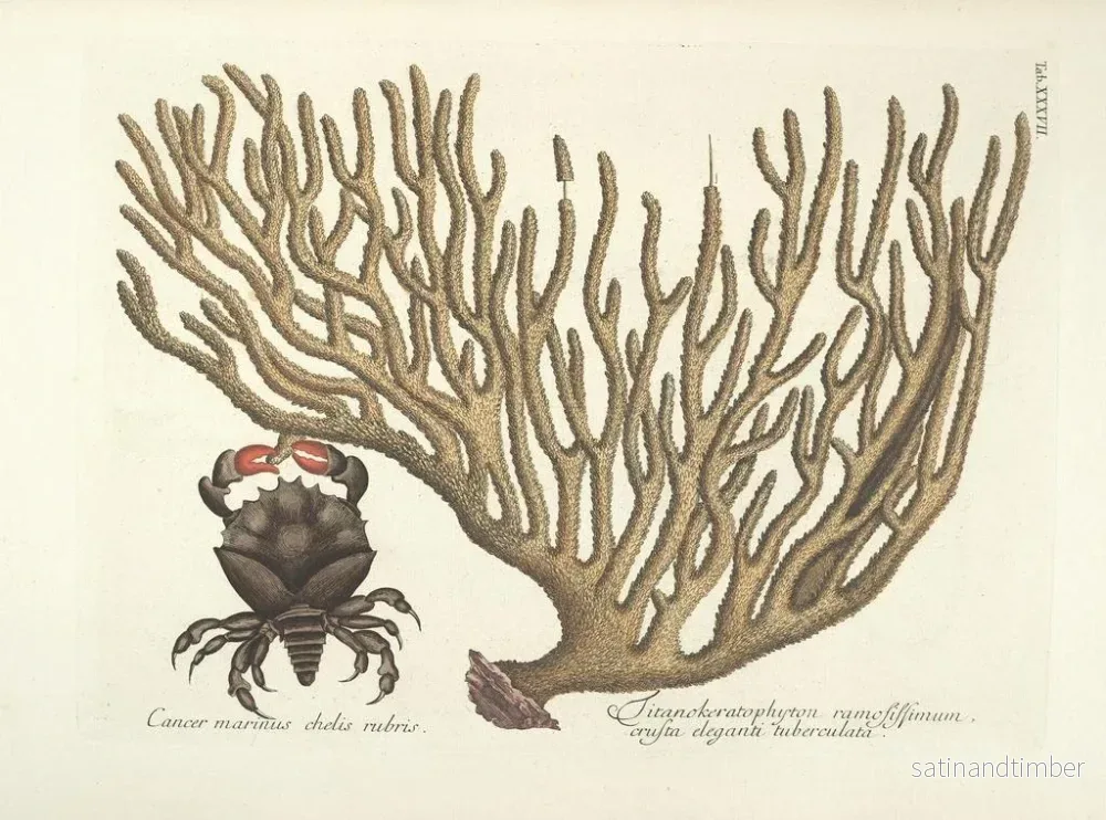 Reproduktion av målningen Bilder av fiskar, ormar, insekter och andra djur samt vissa växter Pl037 - Mark Catesby - Bild 2