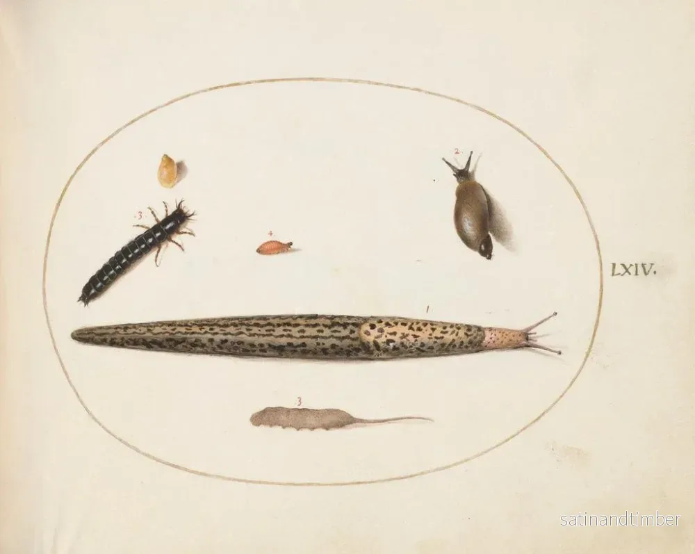Reproduktion av målningen av leopardmask, jordskorpion, larv och maggot med svans och andra varelser - Joris Hoefnagel - Bild 2