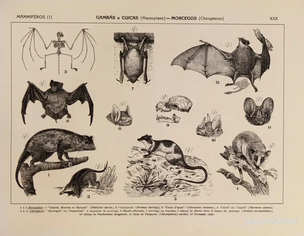 Reproduktion av målningen Atlas de la faune du Brésil Pl30 - Rodolpho von Ihering - Bild 2