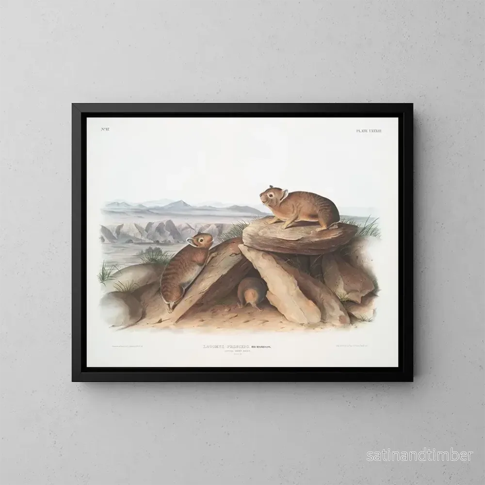 Reproduktion av målningen Lagomys princeps Petit lièvre chef Taille naturelle - John Woodhouse Audubon