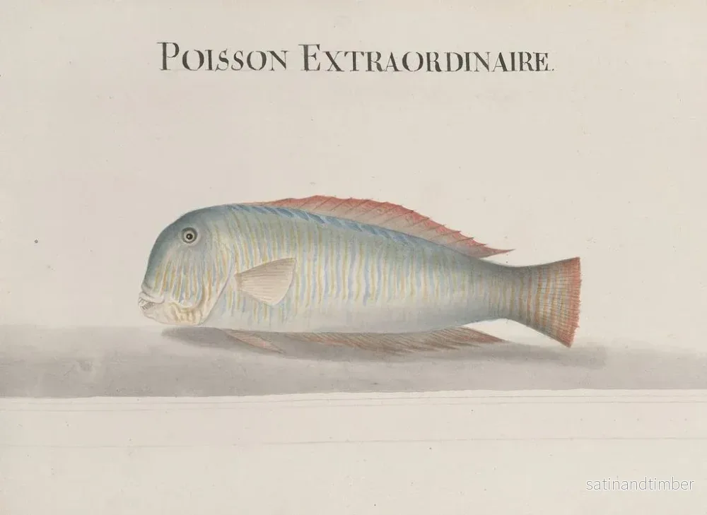 Reproduktion av målningen Histoire naturelle de Saint-Domingue Pl114 - René de Rabi - Bild 2