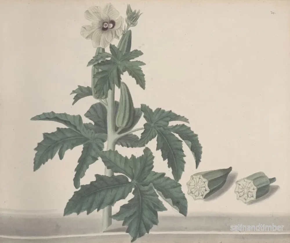Reproduktion av målningen Histoire naturelle de Saint-Domingue Pl151 - René de Rabi - Bild 2