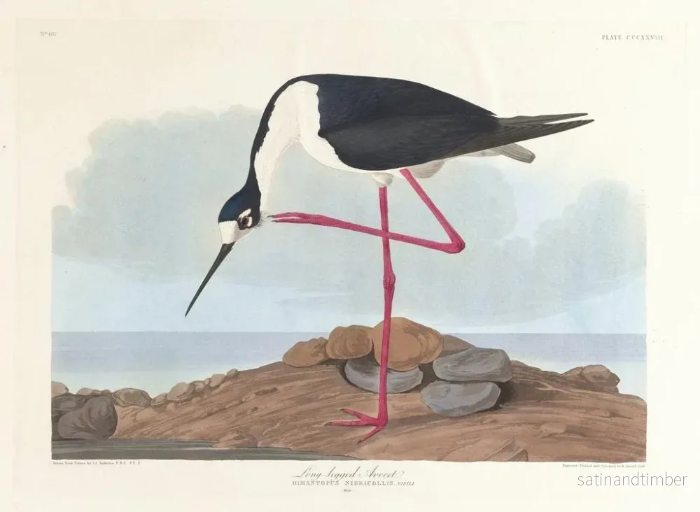 Reproduktion av målningen av Avocette à longues pattes - John James Audubon - Bild 2