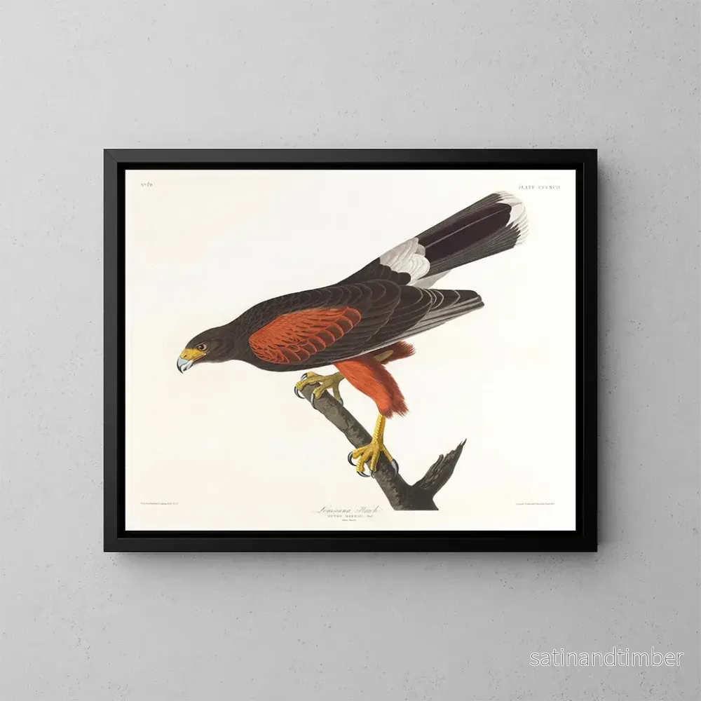 Reproduktion av målningen Faucon de Louisiane - John James Audubon