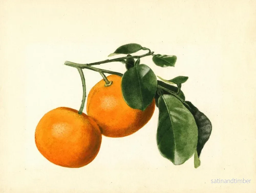 Reproduktion av målningen Citrus aurantium acide x 23 - James Marion Shull - Bild 2