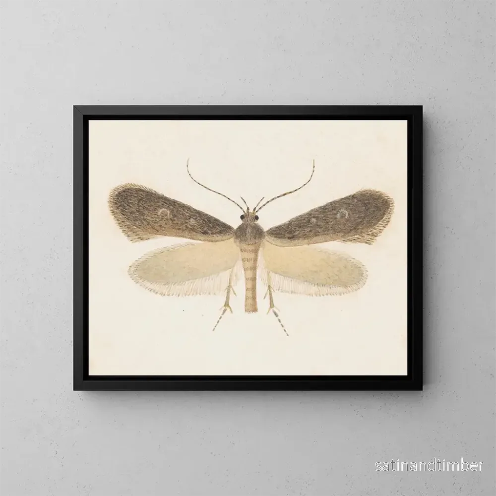 Reproduktion av målningen akvarell av entomologi Pl096 - George Hudson