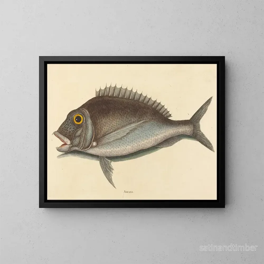 Reproduktion av målningen Le Porgy Sparus chrysops - Mark Catesby