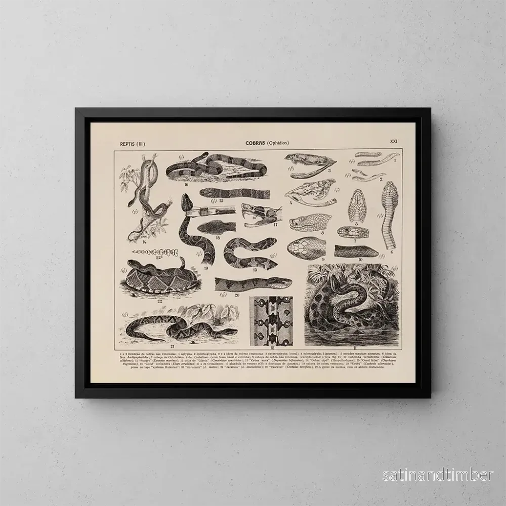 Reproduktion av målningen Atlas de la faune du Brésil Pl21 - Rodolpho von Ihering