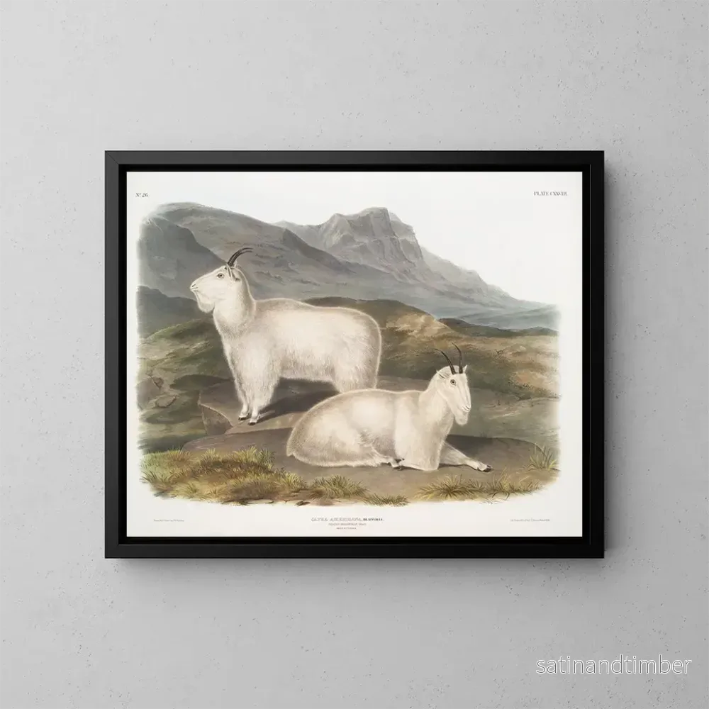 Reproduktion av målningen av Rocky Mountain get, hane och hona - John Woodhouse Audubon