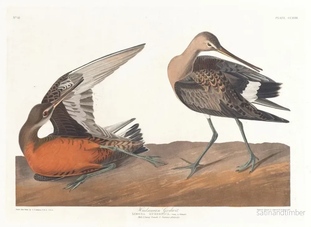 Reproduktion av målningen Barge hudsonienne - John James Audubon - Bild 2