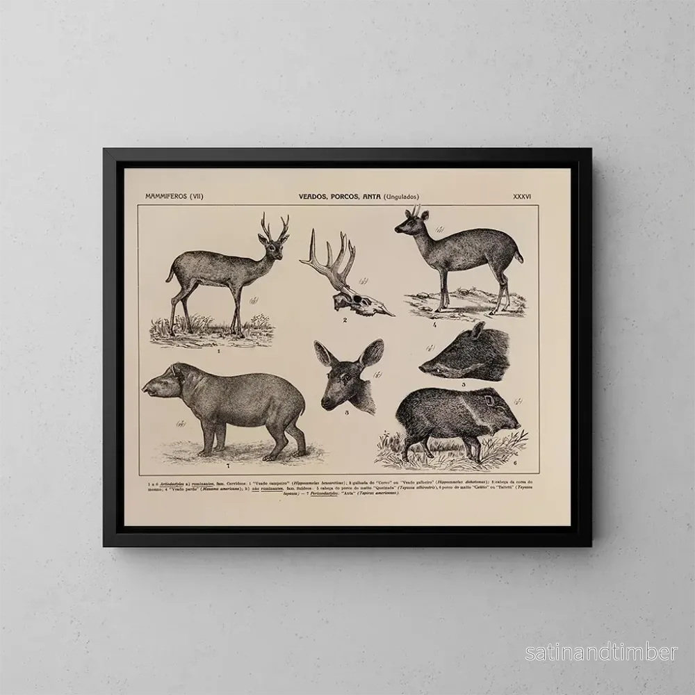 Reproduktion av målningen Atlas de la faune du Brésil Pl36 - Rodolpho von Ihering