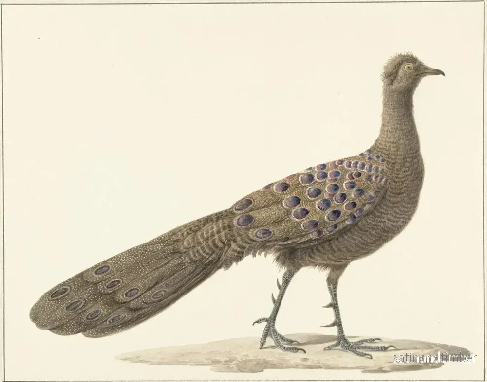 Reproduktion av målningen Påfågel spegel - Pieter Pietersz Barbiers - Bild 2