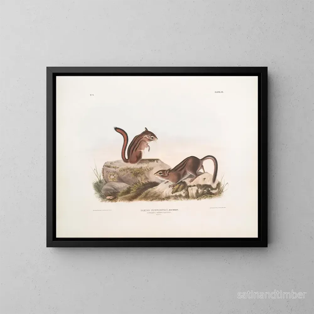 Reproduktion av målningen av Townsend markekorre i naturlig storlek - John Woodhouse Audubon