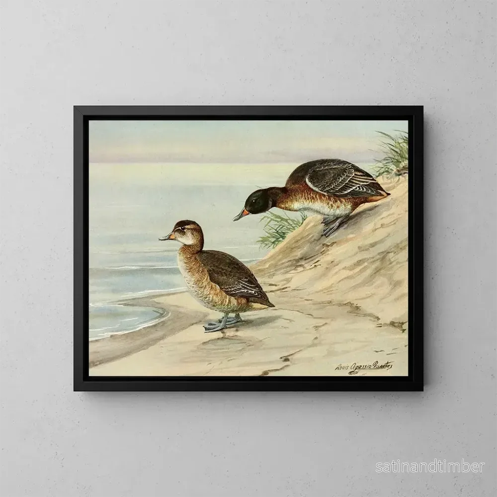 Reproduktion av målningen Kanadagås med svart huvud - Louis Agassiz Fuertes