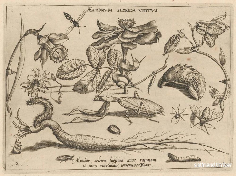 Reproduktion av målningen av arketyp och studier av fadern Georgius Hoefnagel, Pl. 17 - Joris Hoefnagel - Bild 2