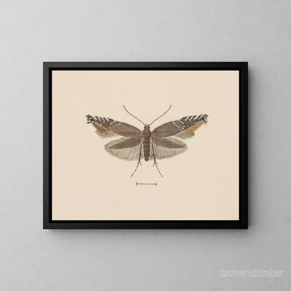 Reproduktion av målningen Aquarelle d'entomologie Pl049 - George Hudson