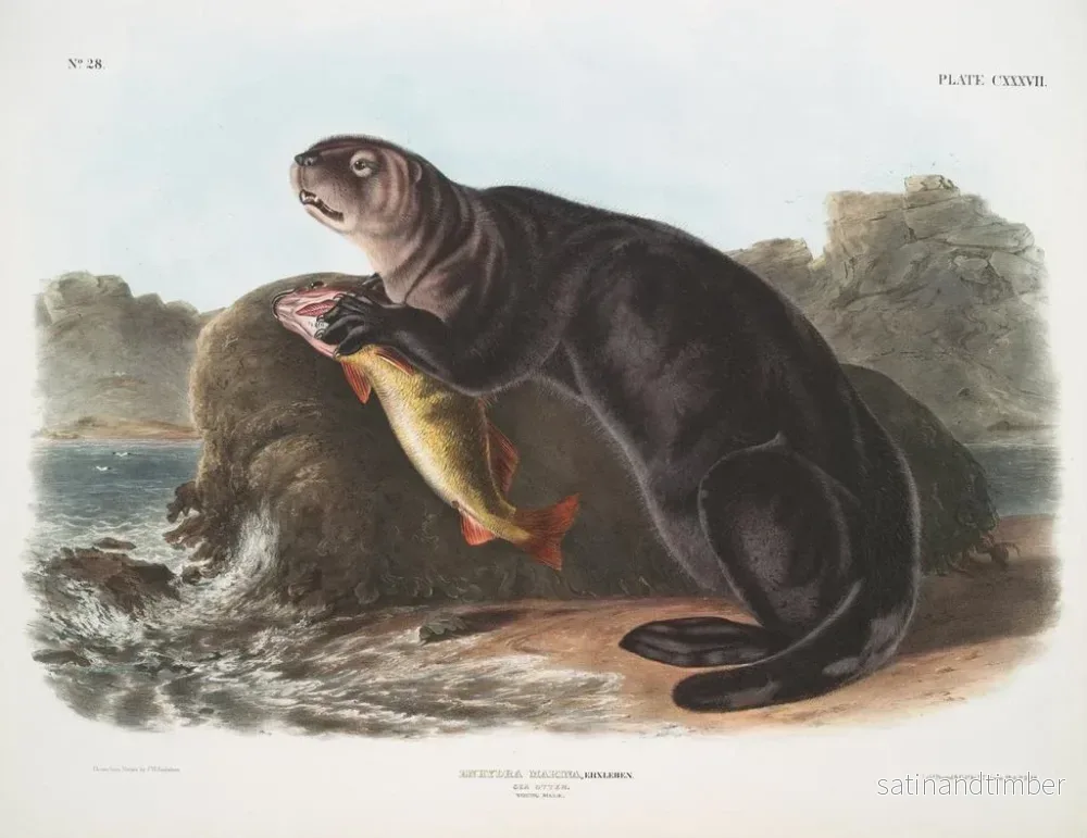 Reproduktion av målningen av ung manlig havs otter - John Woodhouse Audubon - Bild 2