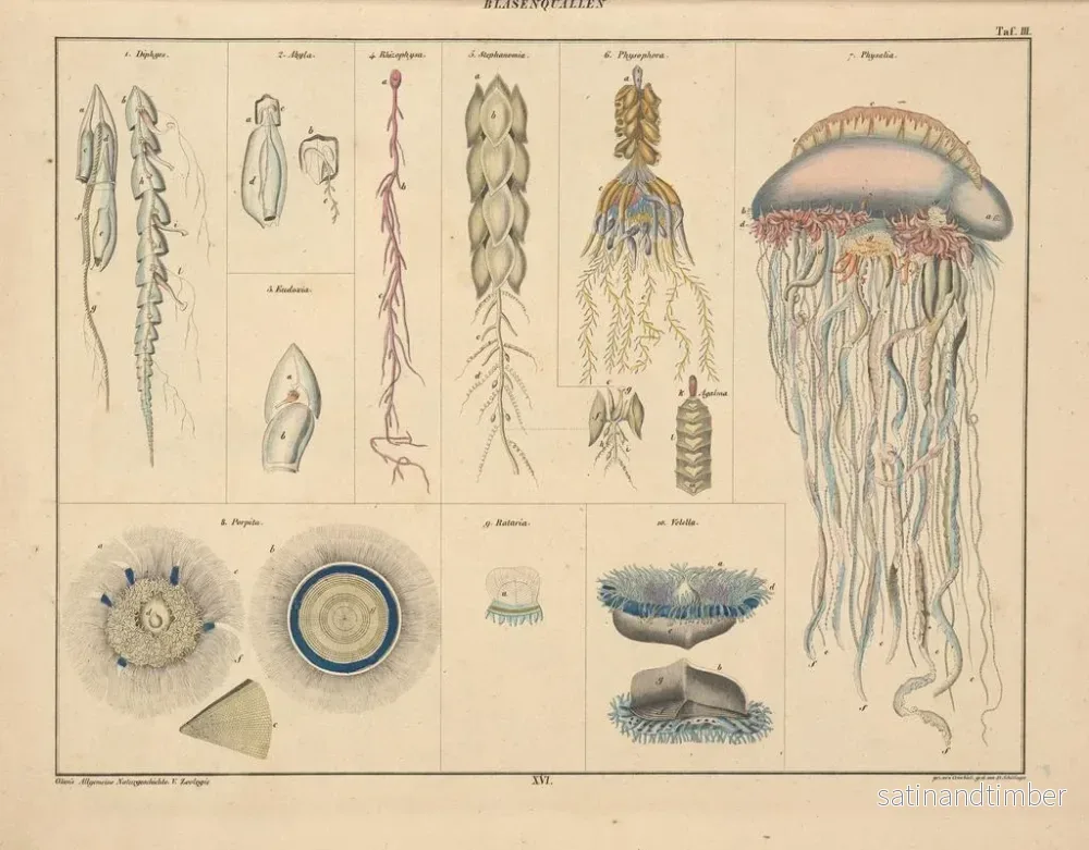 Reproduktion av målningen Illustrations de l'Histoire naturelle générale d'Oken pour tous les états Pl062 - Lorenz Oken - Bild 2