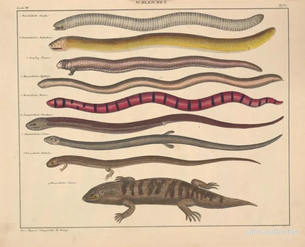 Reproduktion av målningen Illustrationer av den allmänna naturhistorien av Oken för alla tillstånd Pl110 - Lorenz Oken - Bild 2
