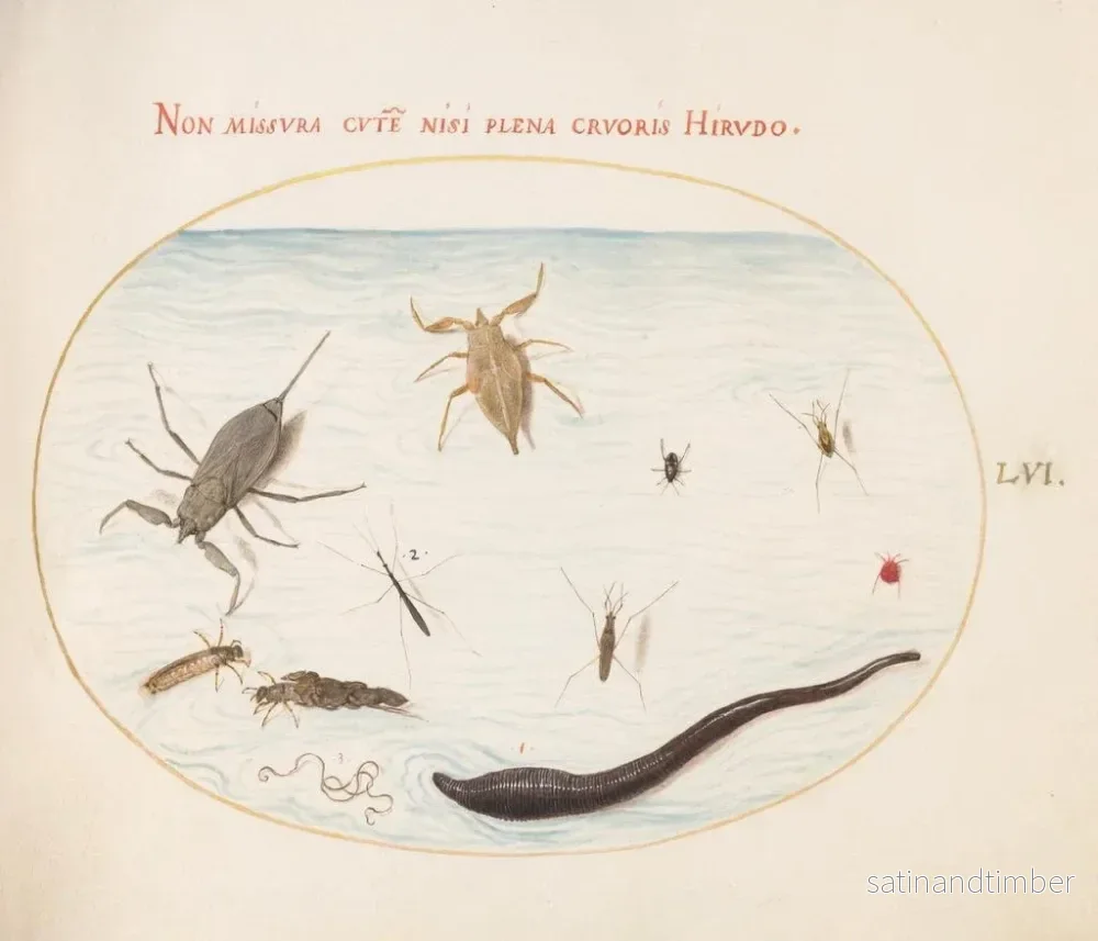 Reproduktion av målningen Planches 56: Vattenskurpion, vattenmätare, dammklättrare, röd kvalster, blodigel och andra vatteninsekter - Joris Hoefnagel - Bild 2