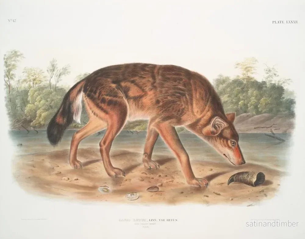 Reproduktion av målningen av den röda varg från Texas, hane - John Woodhouse Audubon - Bild 2