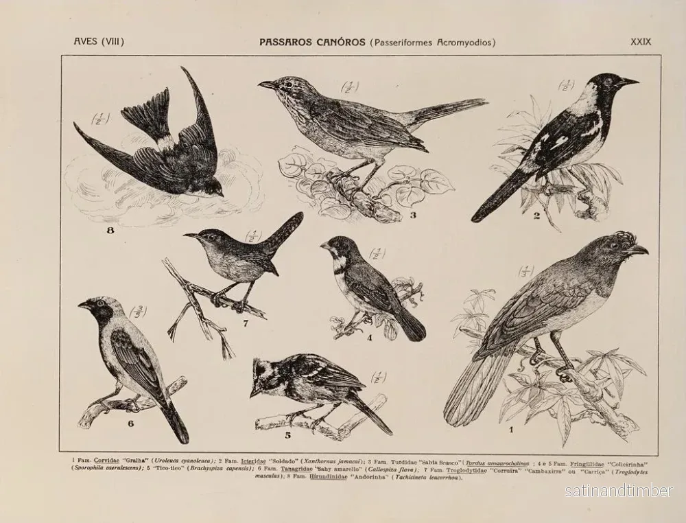 Reproduktion av målningen Atlas de la faune du Brésil Pl29 - Rodolpho von Ihering - Bild 2