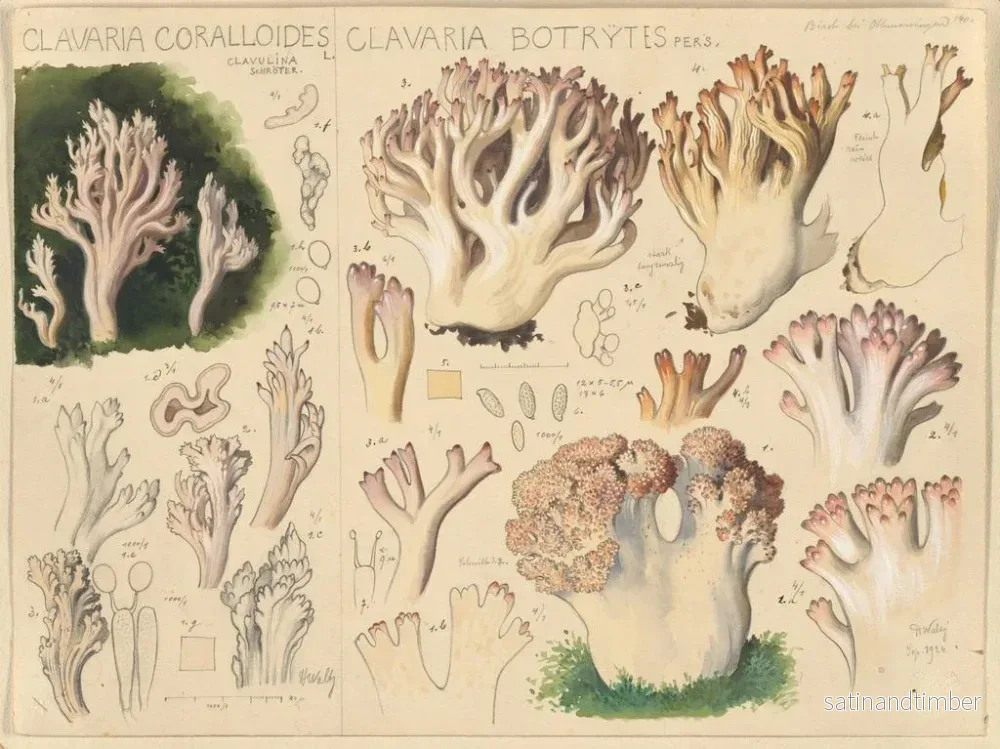 Reproduktion av målningen Clavaria coralloides och Clavaria botrytes - Hans Baldung - Bild 2