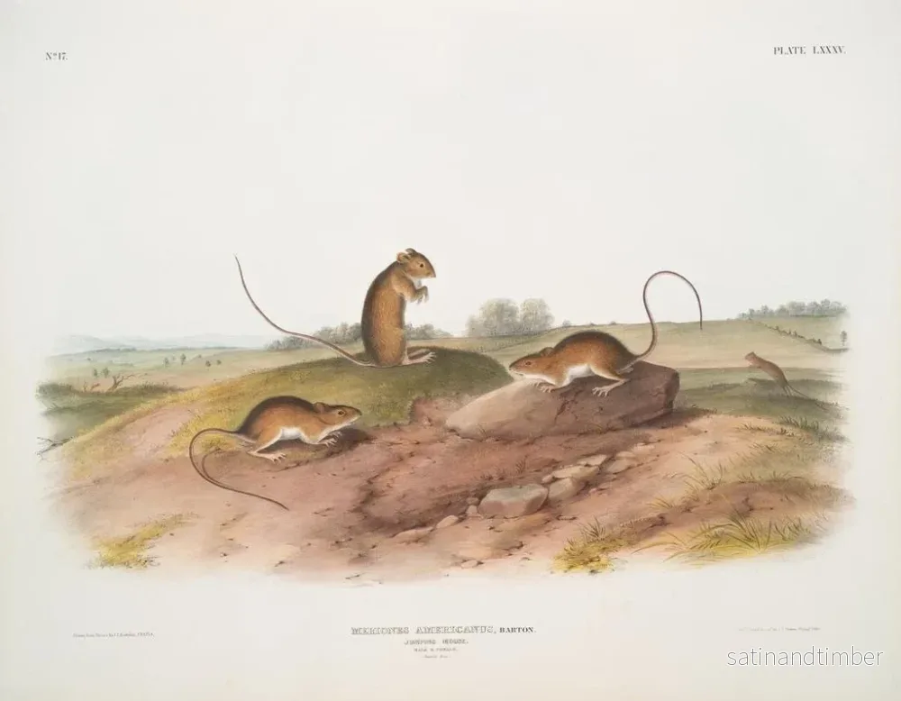 Reproduktion av målningen av amerikanska hoppande musar, hanar och honor i naturlig storlek - John Woodhouse Audubon - Bild 2