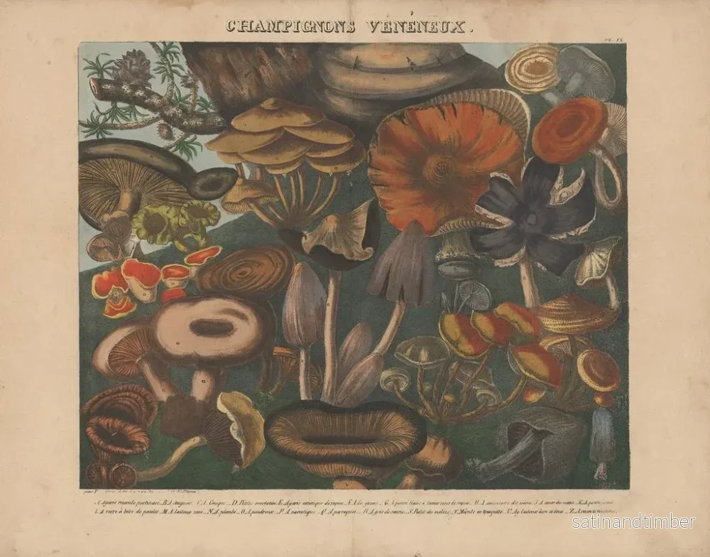Reproduktion av målningen Atlas över misstänkta och giftiga ätbara svampar Pl09 - Michel Étienne Descourtilz - Bild 2