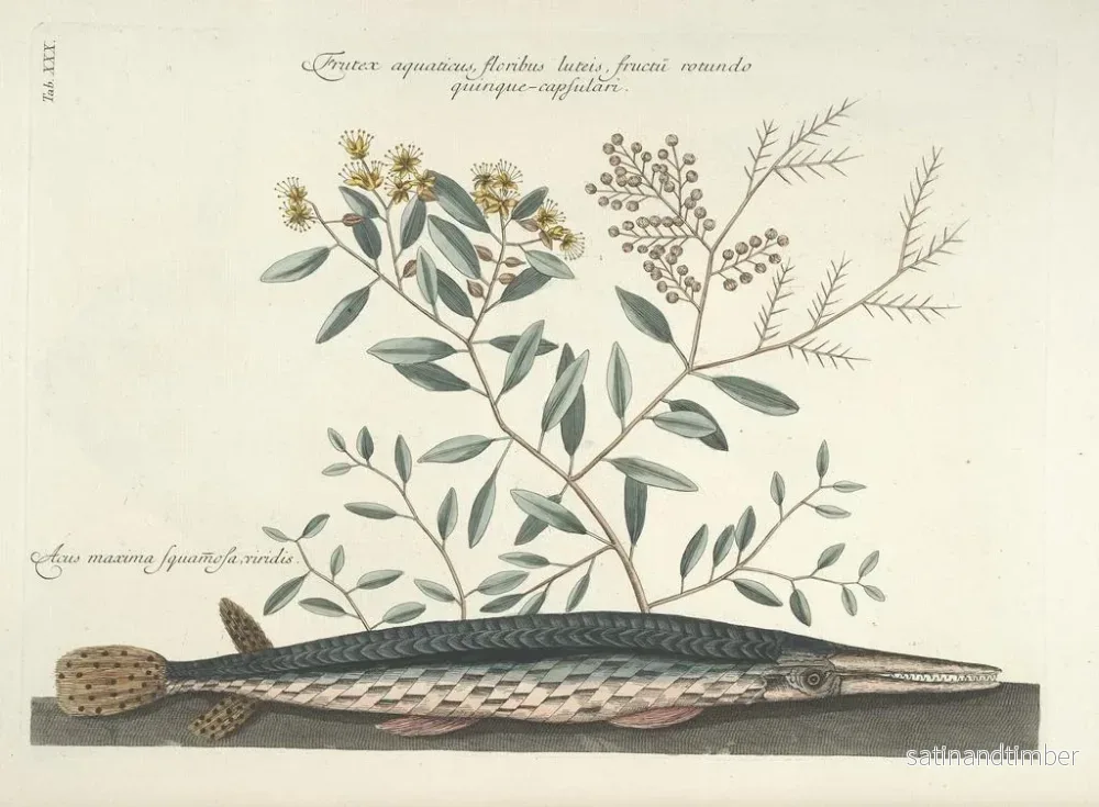 Reproduktion Bilder av fiskar, ormar, insekter – Mark Catesby — plansch 030 - Bild 2