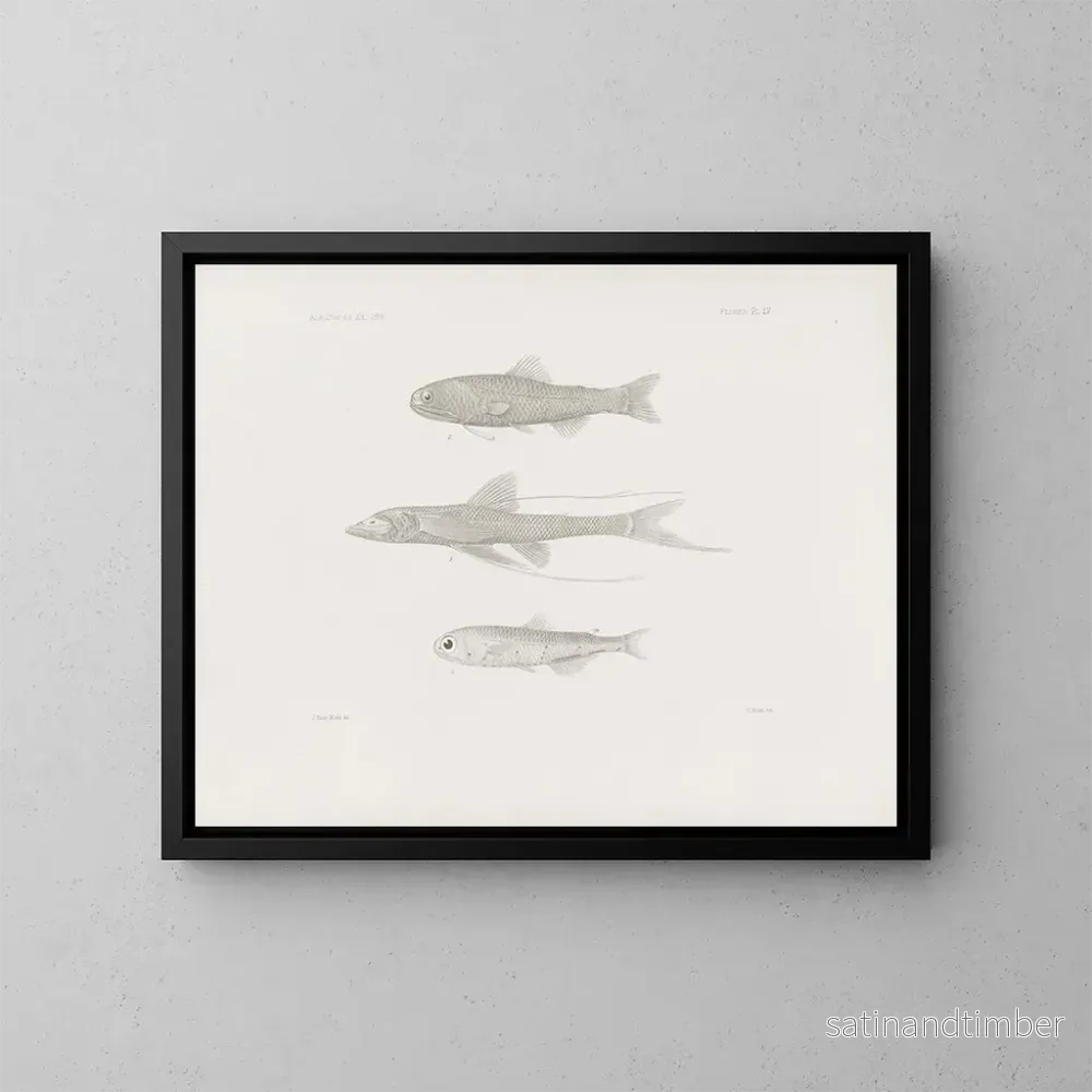 Reproduktion av målningen Mémoires du Muséum de zoologie comparée de Harvard College Pl55 – Musée de Zoologie Comparée de l’Université Harvard Reproduktion av målningen Mémoires du Muséum de zoologie comparée de Harvard College Pl55 – Musée de Zoologie Comparée de l’Université Harvard