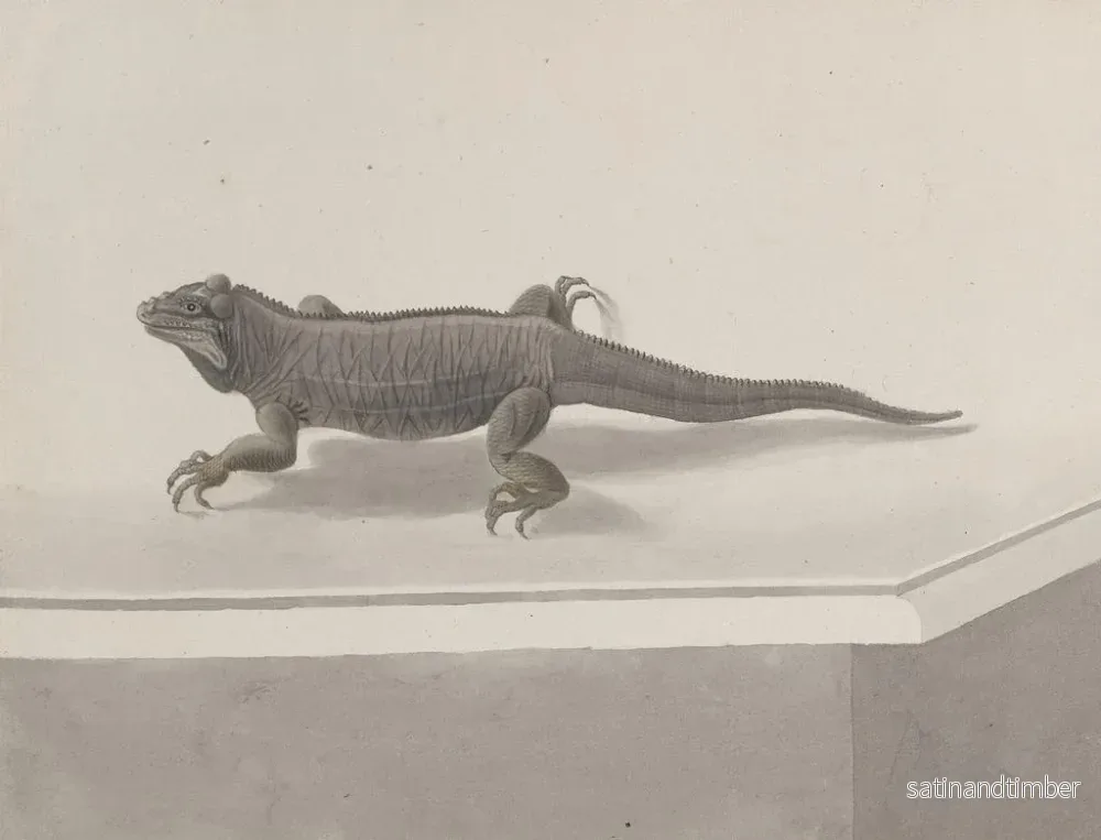 Reproduktion av målningen Histoire naturelle de Saint-Domingue Pl119 - René de Rabi - Bild 2