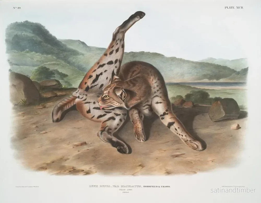 Reproduktion av målningen Lynx röd variant maculatus hona från Texas - John Woodhouse Audubon - Bild 2