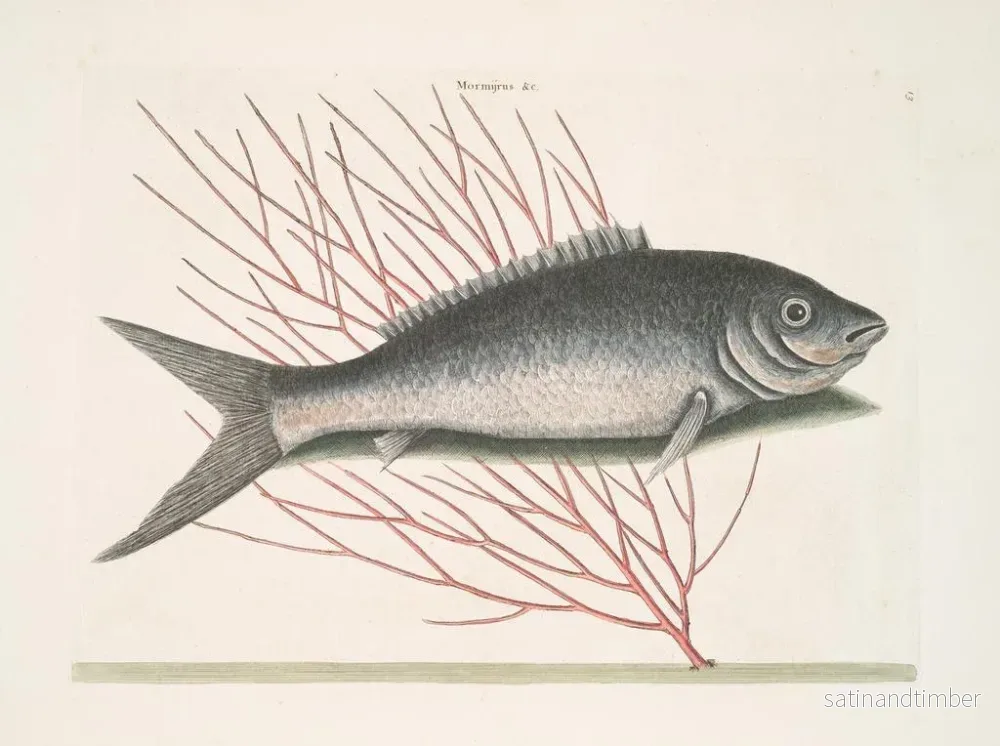 Reproduktion av målningen Mormijrus och den beniga fisken - Mark Catesby - Bild 2