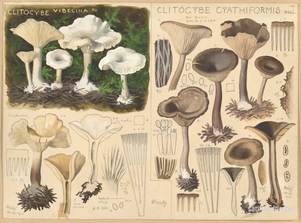 Reproduktion av målningen Clitocybe vibecina och Clitocybe cyathiformis - Hans Baldung - Bild 2