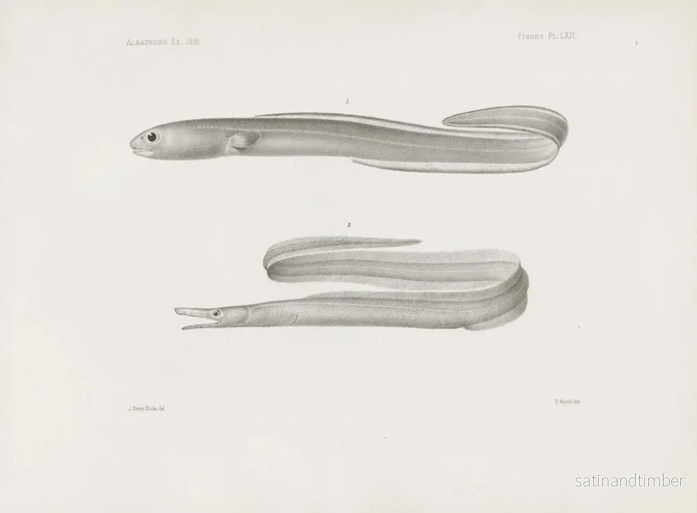 Reproduktion av målningen Mémoires du Muséum de zoologie comparée de Harvard College Pl62 - Musée de Zoologie Comparée de l'Université Harvard - Bild 2