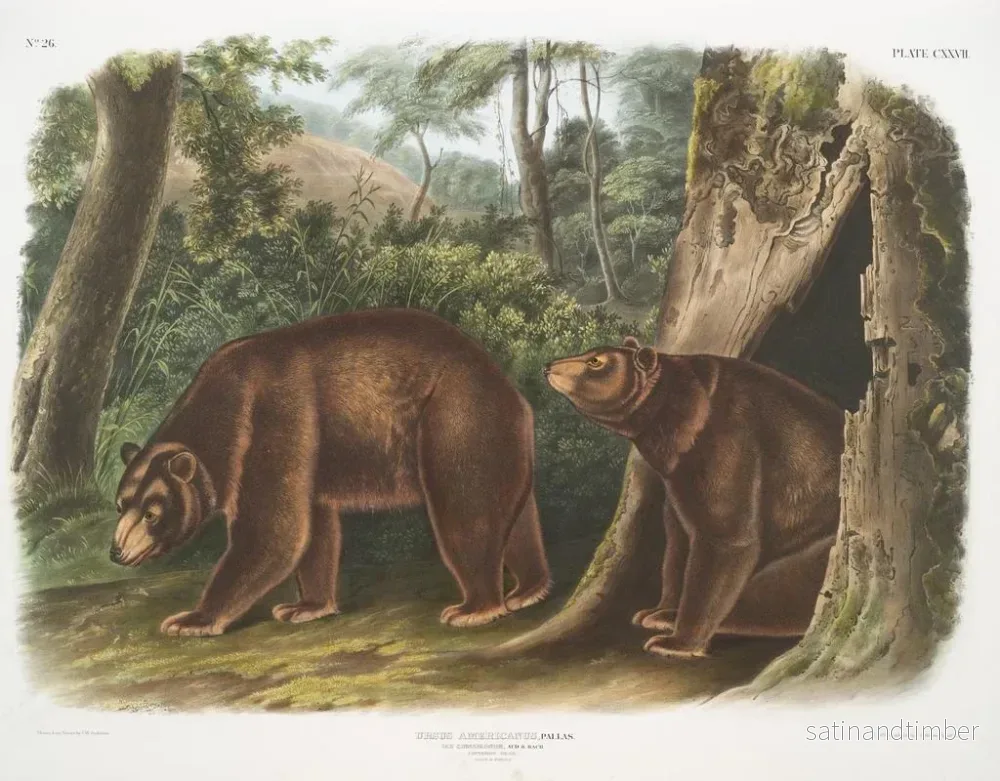 Reproduktion av målningen av amerikansk svartbjörn, kanelvariant, hane och hona - John Woodhouse Audubon - Bild 2