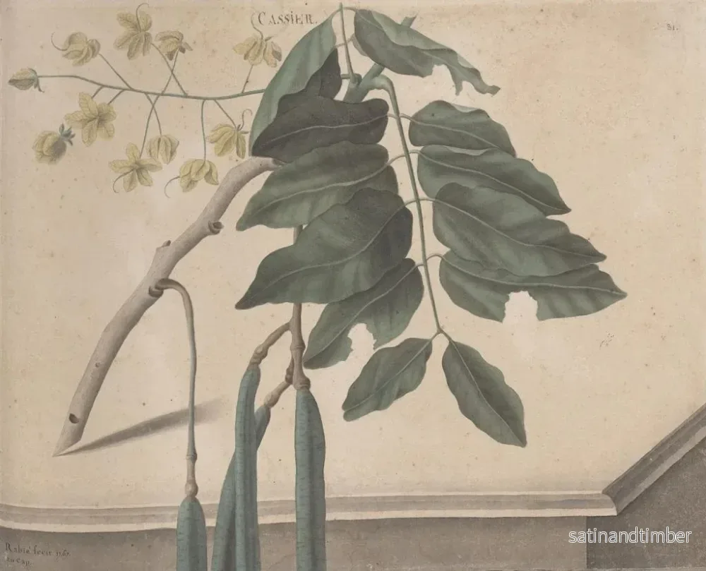 Reproduktion av målningen Histoire naturelle de Saint-Domingue Pl162 - René de Rabi - Bild 2