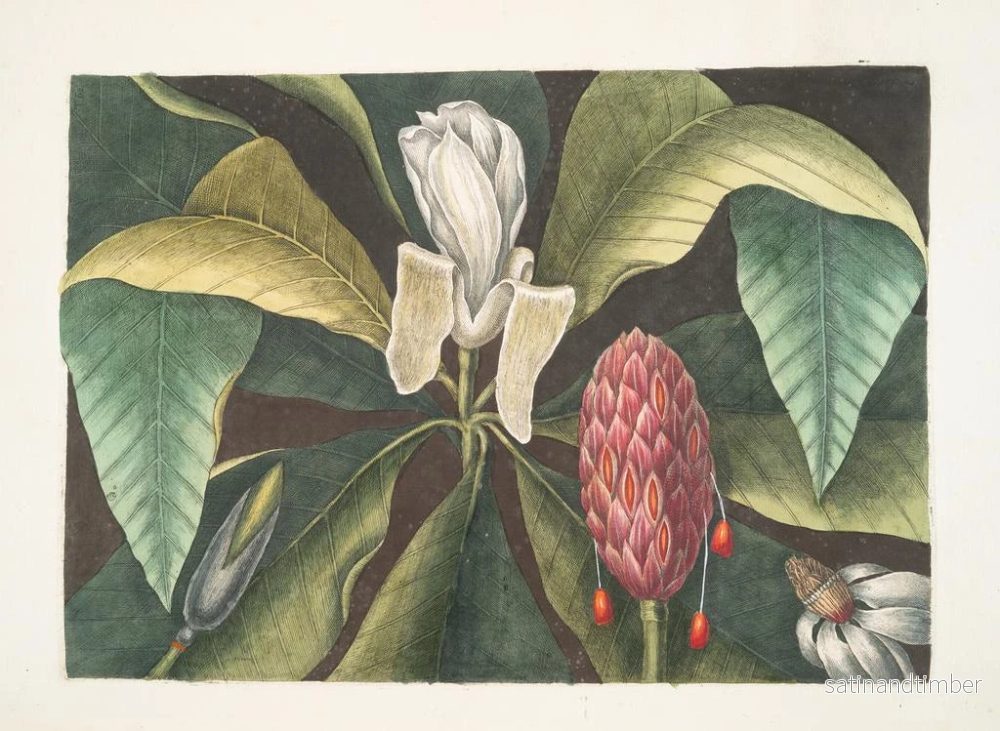 Reproduktion av målningen Magnolia, paraplyträdet - Mark Catesby - Bild 2