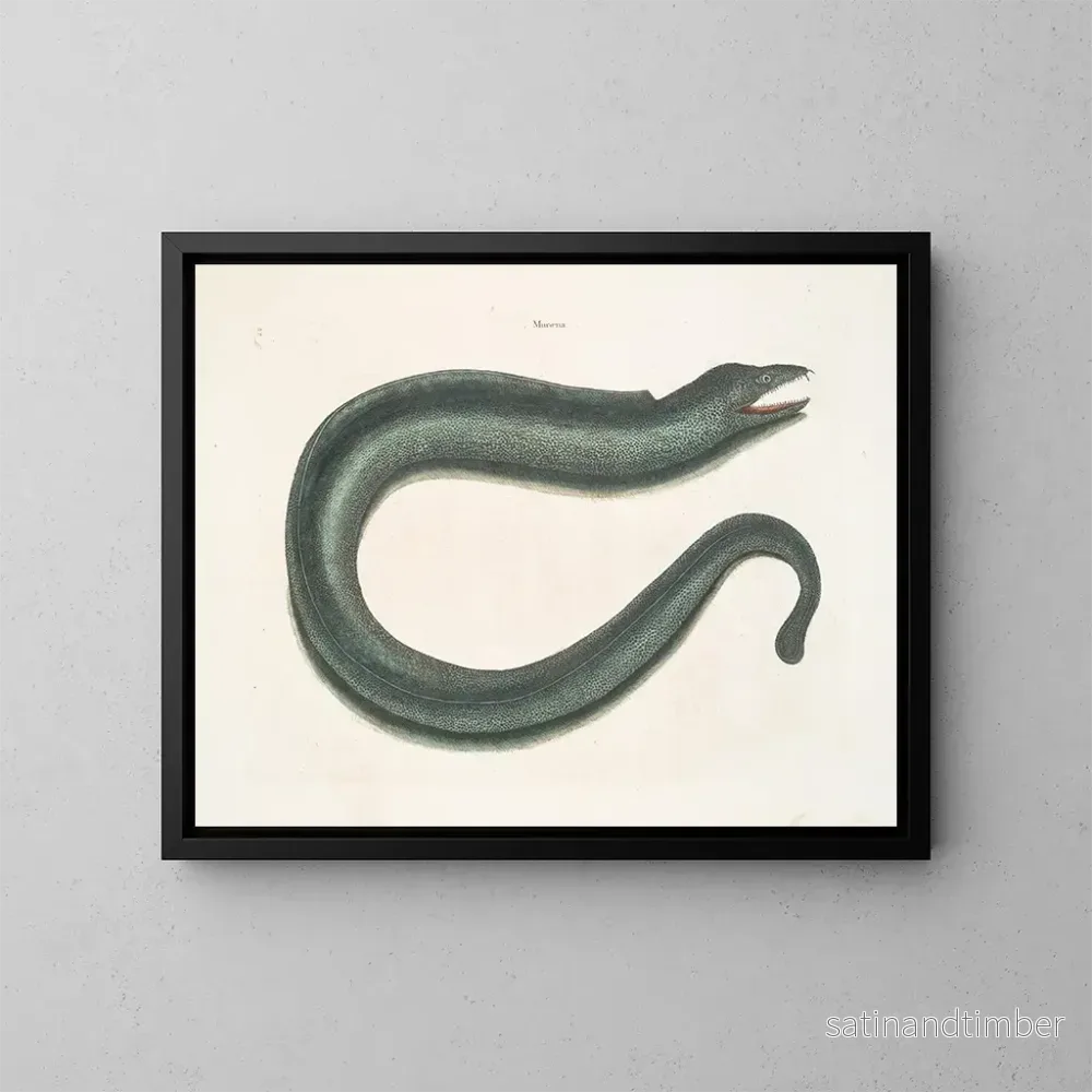 Reproduktion av målningen Murna maculata Le Muray - Mark Catesby