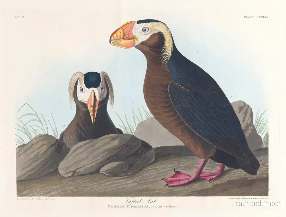 Reproduktion av målningen Macareux cornu - John James Audubon - Bild 2