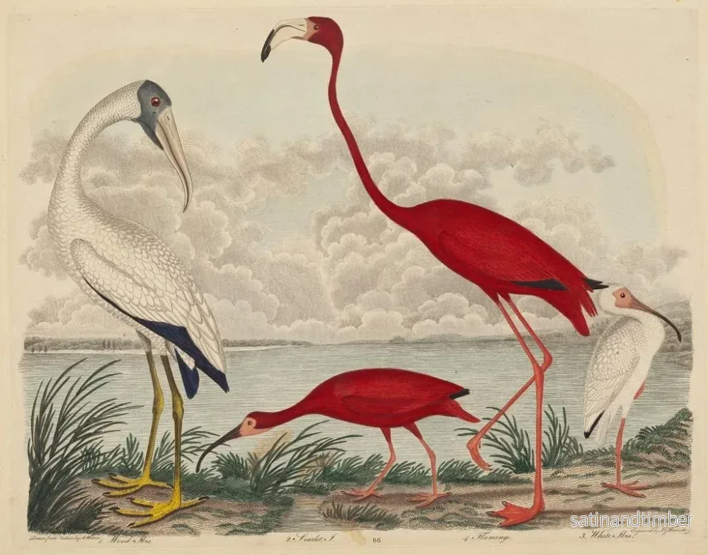 Reproduktion av målningen Ibis rouge, flamant et ibis blanc - John G. Warnicke - Bild 2